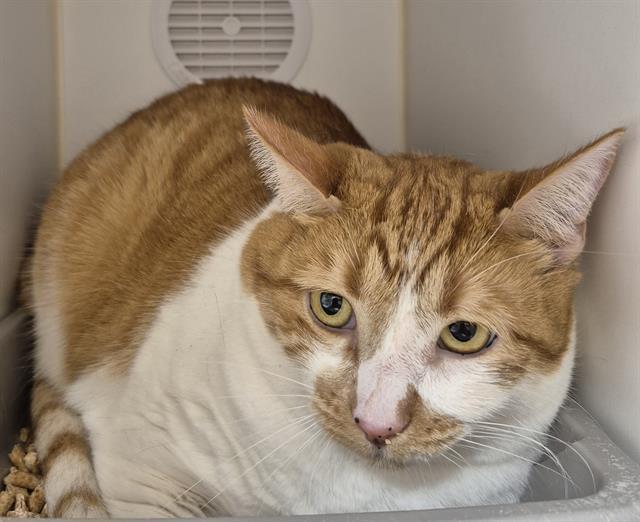 OLIVIA, Adoptable, Adult Female Domestic Short Hair.