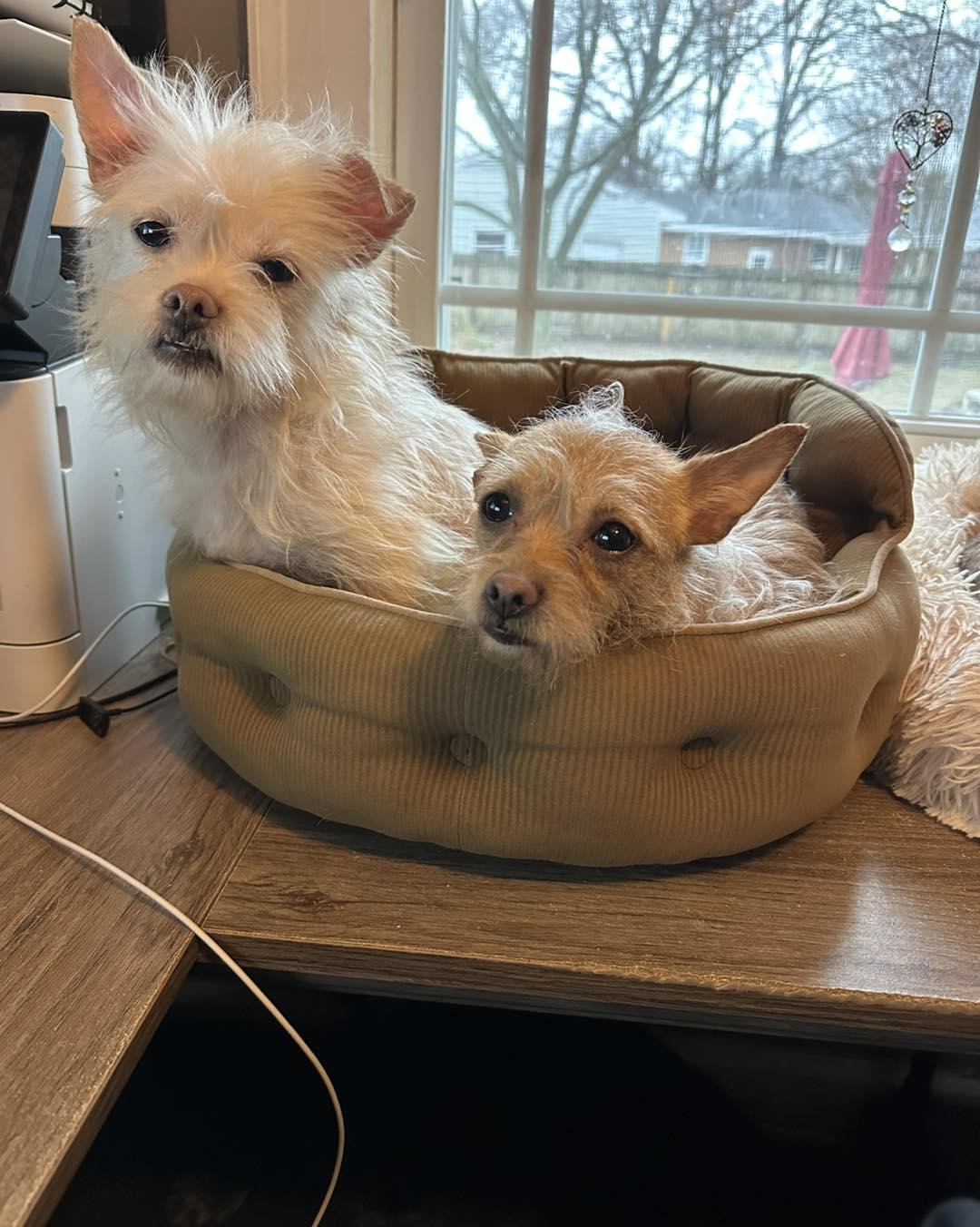 Laverne (D1972) and Shirley (D1973)