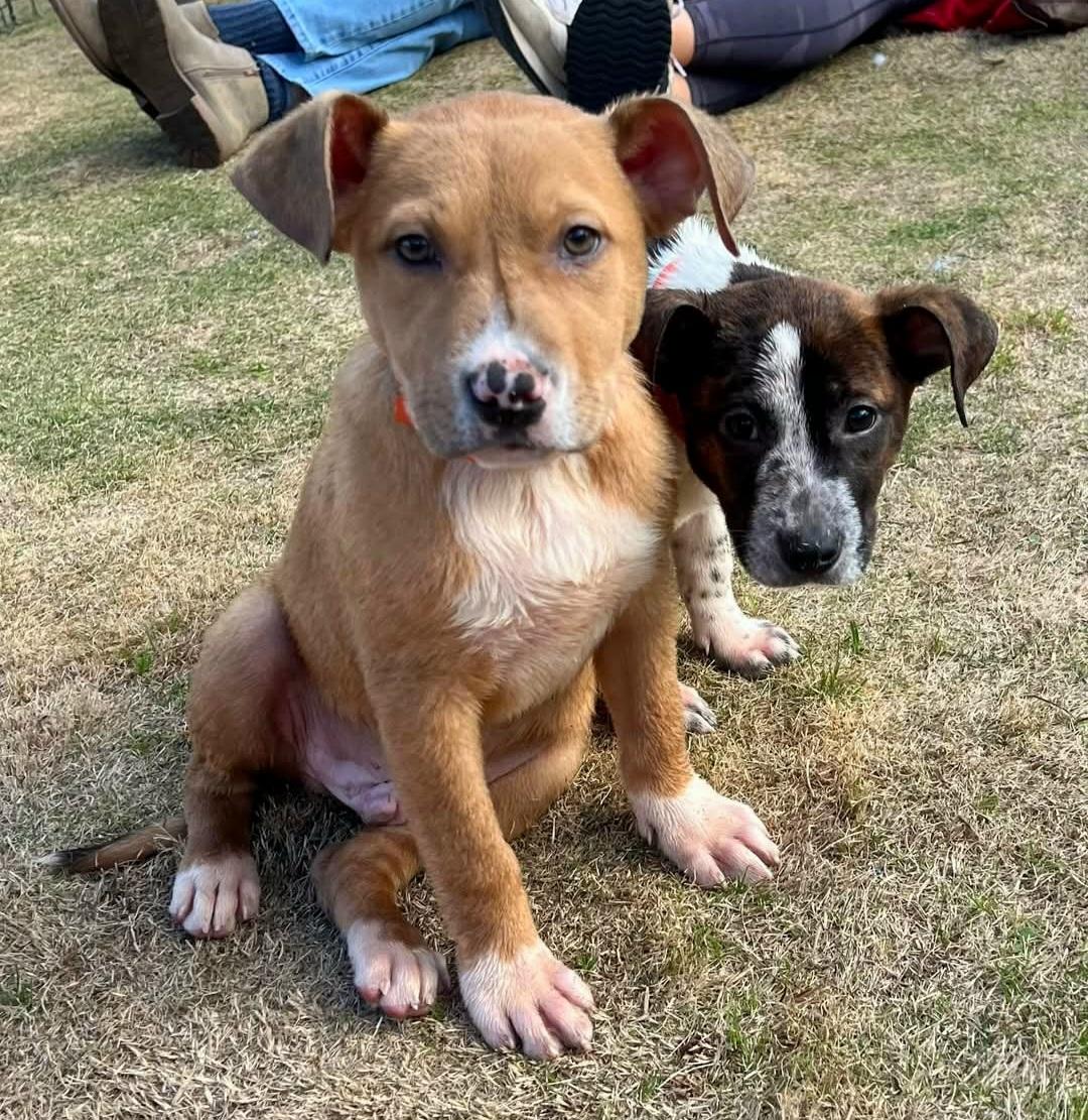 Enlarge Lil King Kong, a ADOPTABLE mixed breed in Oviedo, FL image 1/3
