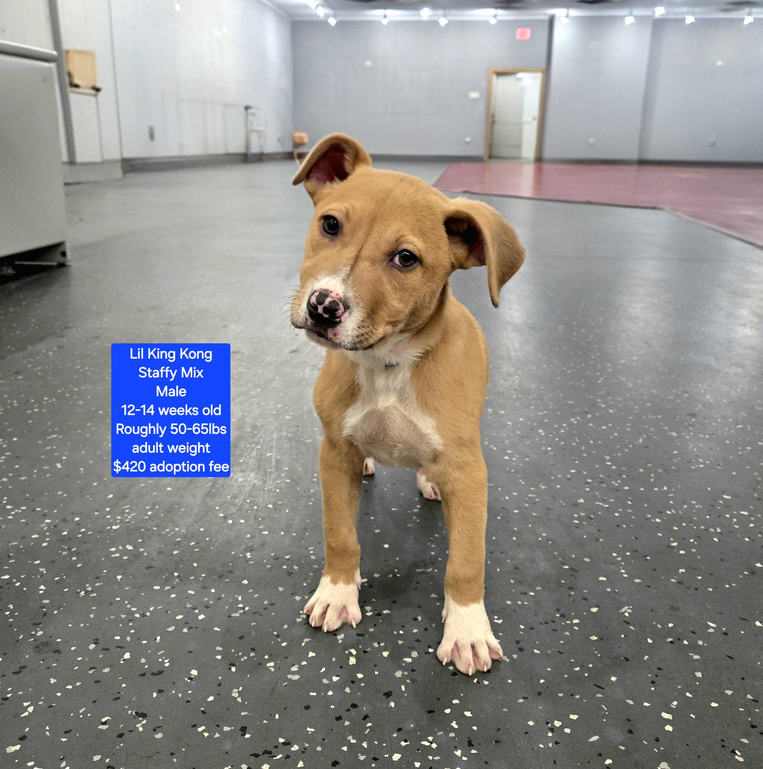 Lil King Kong, ADOPTABLE, Puppy Male Staffordshire Bull Terrier & Terrier.
