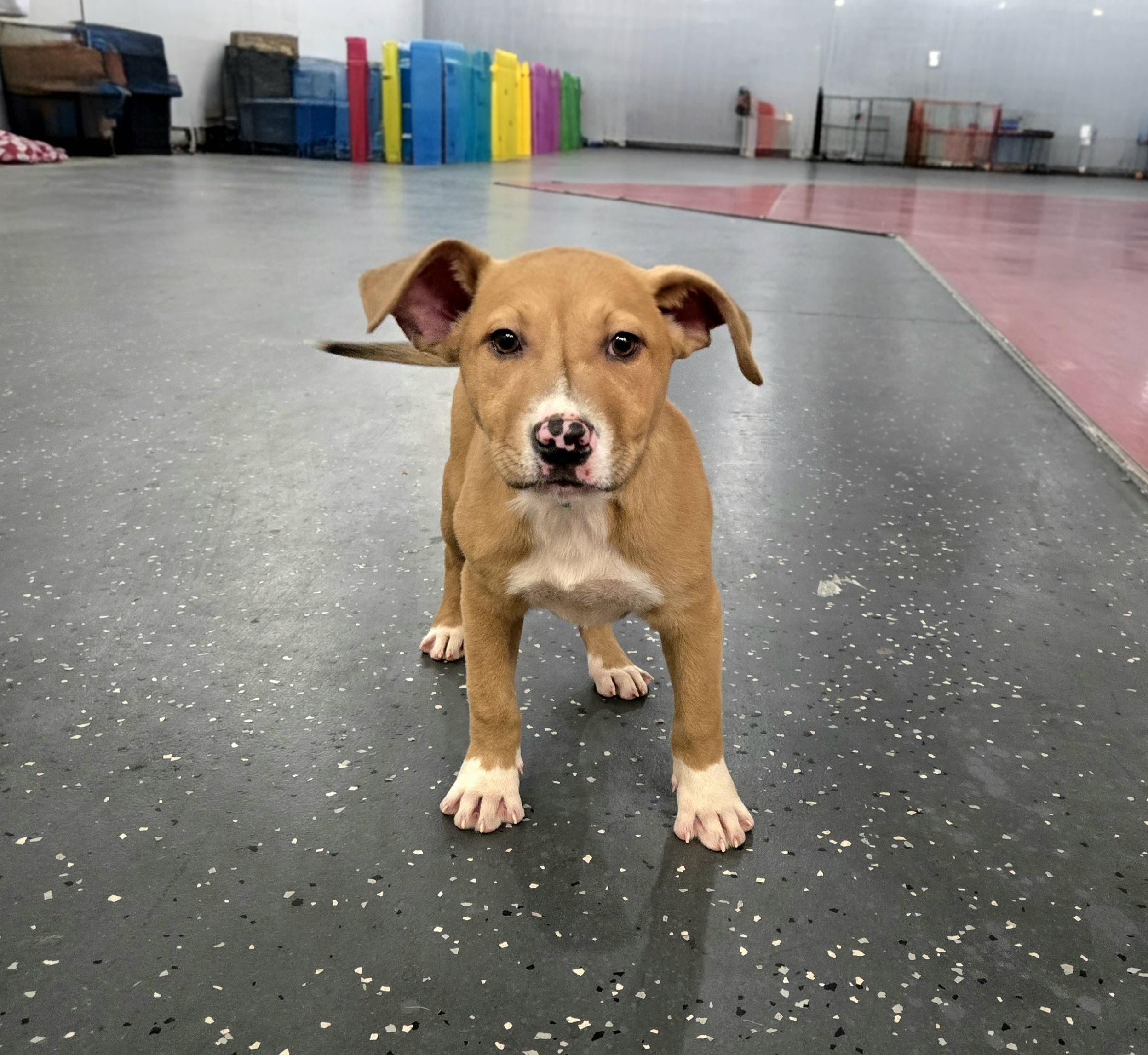 Enlarge Lil King Kong, a ADOPTABLE mixed breed in Oviedo, FL image 2/3