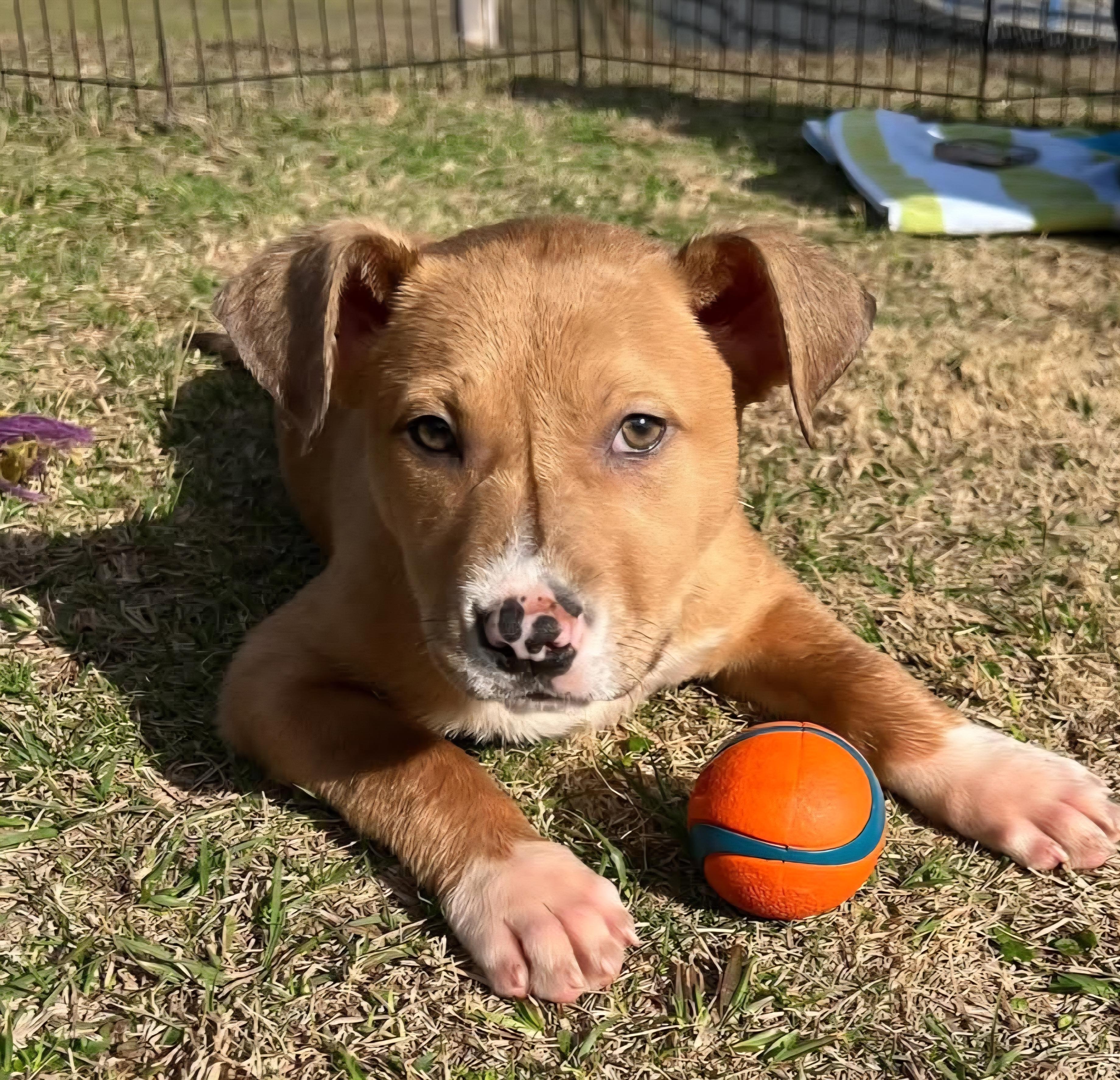Enlarge Lil King Kong, a ADOPTABLE mixed breed in Oviedo, FL image 2/3