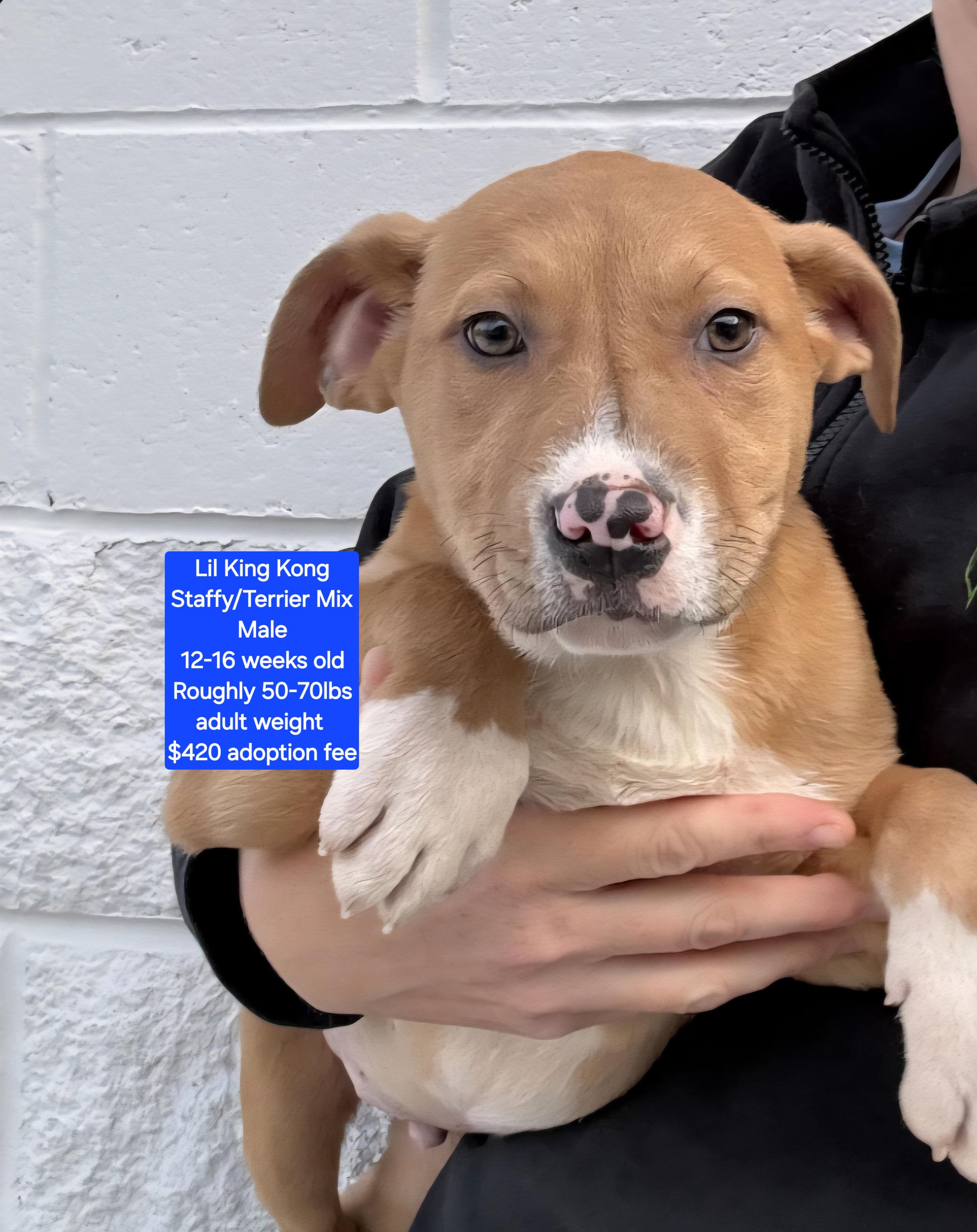 Enlarge Lil King Kong, a ADOPTABLE mixed breed in Oviedo, FL image 3/3