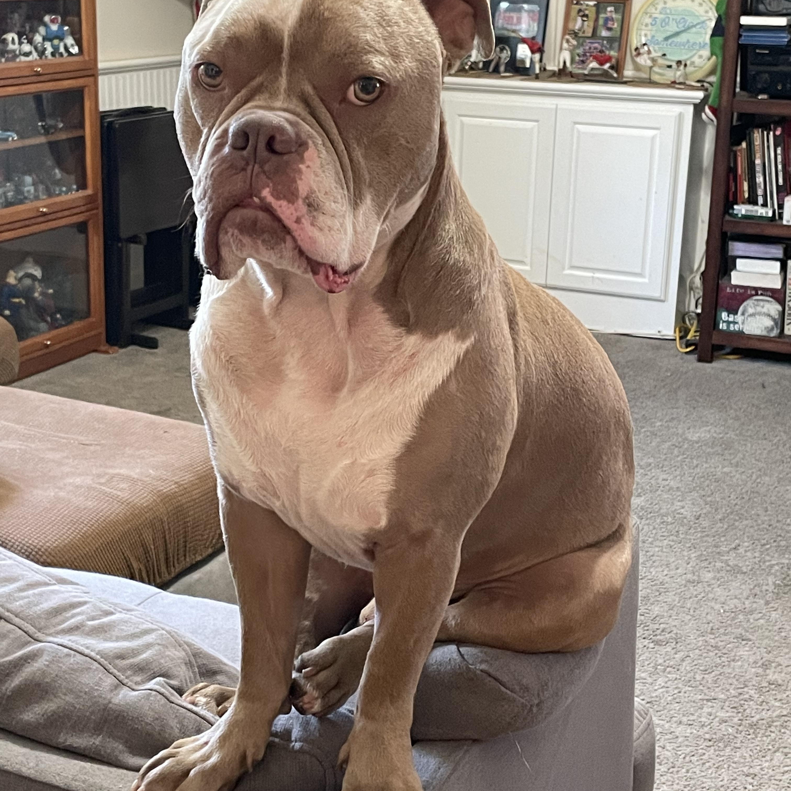 Enlarge Bronx -, a Adoptable mixed breed in Tustin, CA image 1/3