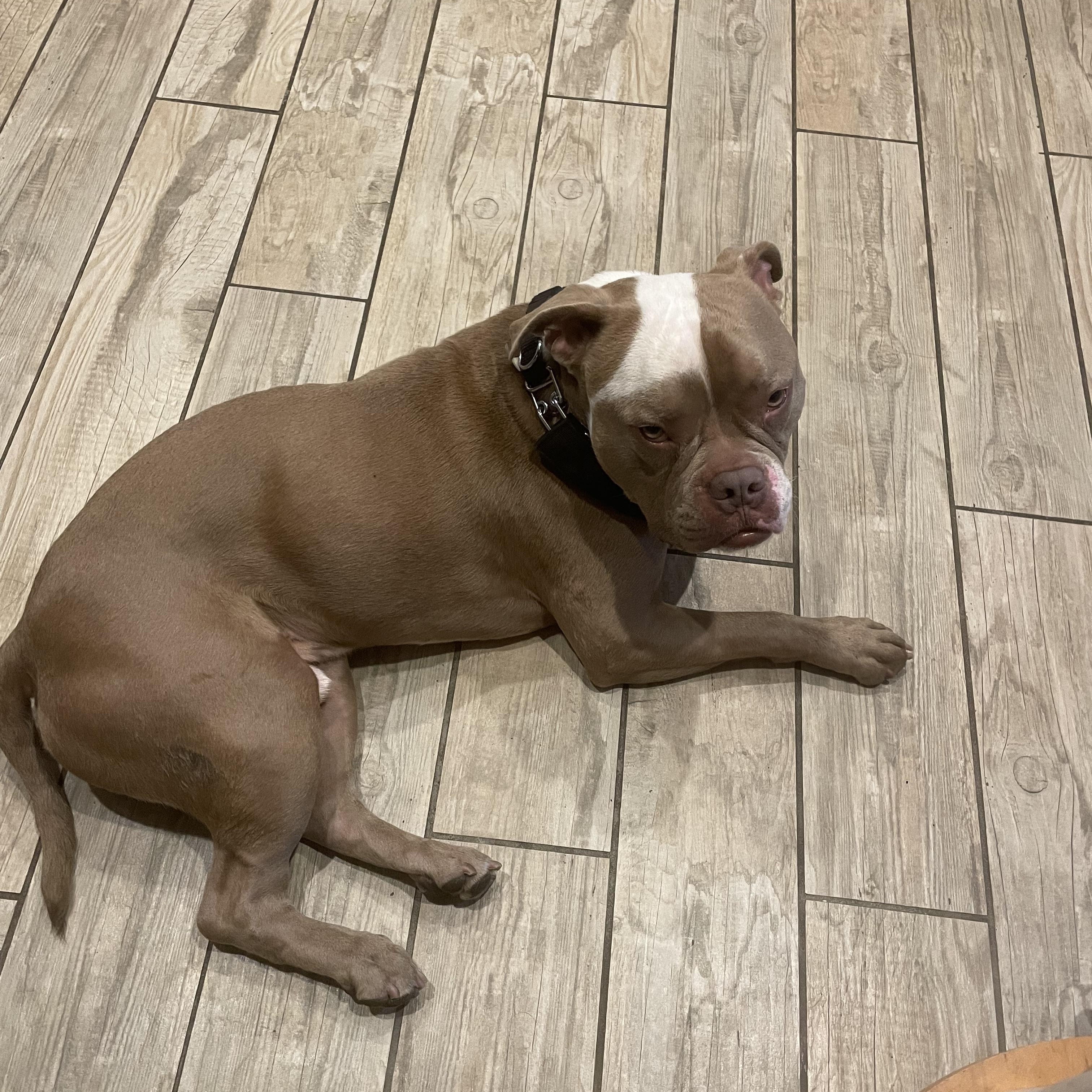 Enlarge Bronx -, a Adoptable mixed breed in Tustin, CA image 2/3