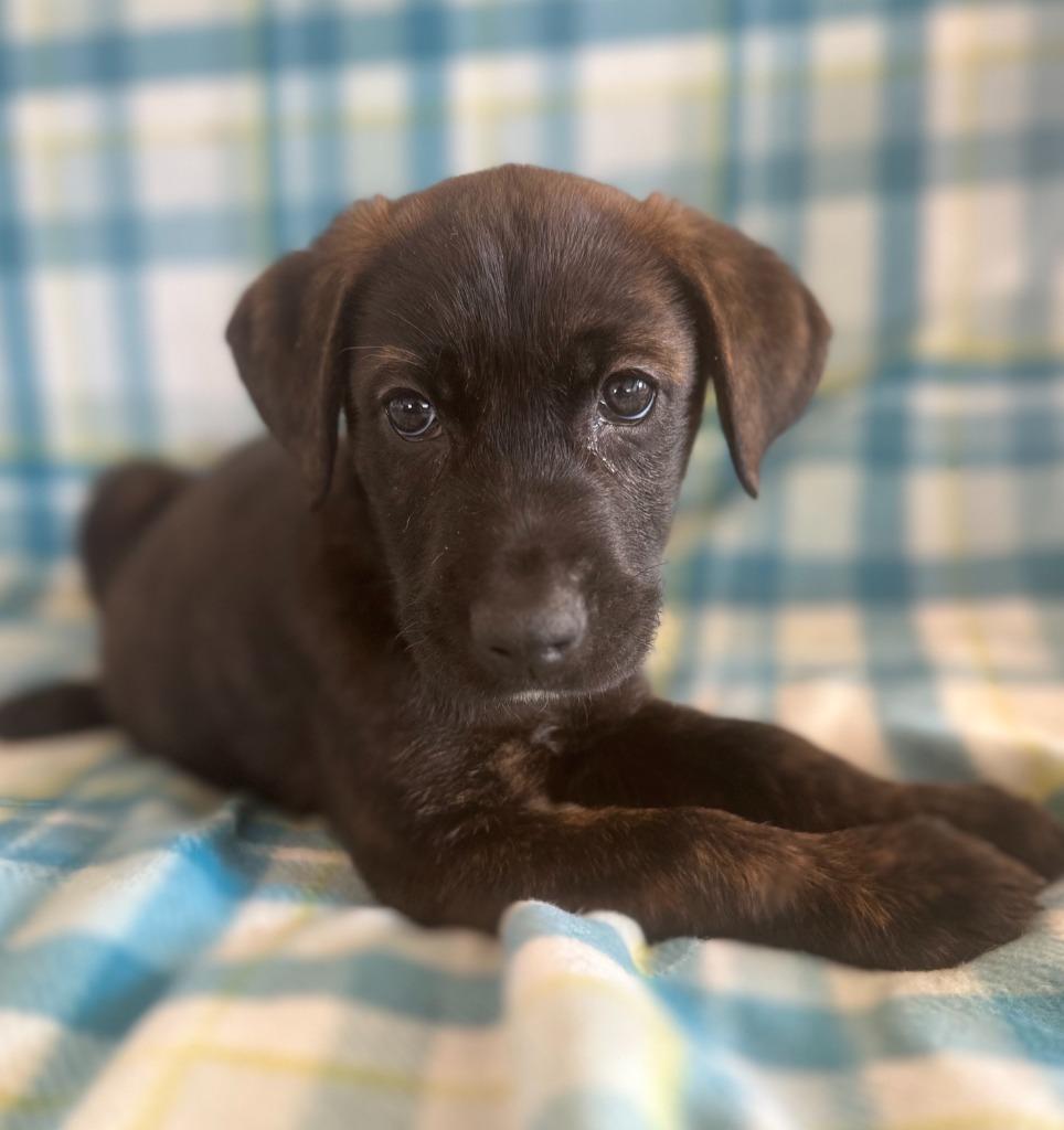 Loki, Adopted, Puppy Male Labrador Retriever & Plott Hound.