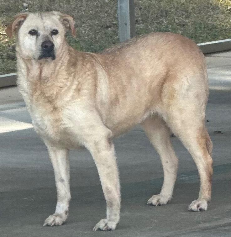 Enlarge ZOEY, a Adoptable mixed breed in Rome, GA image 1/2