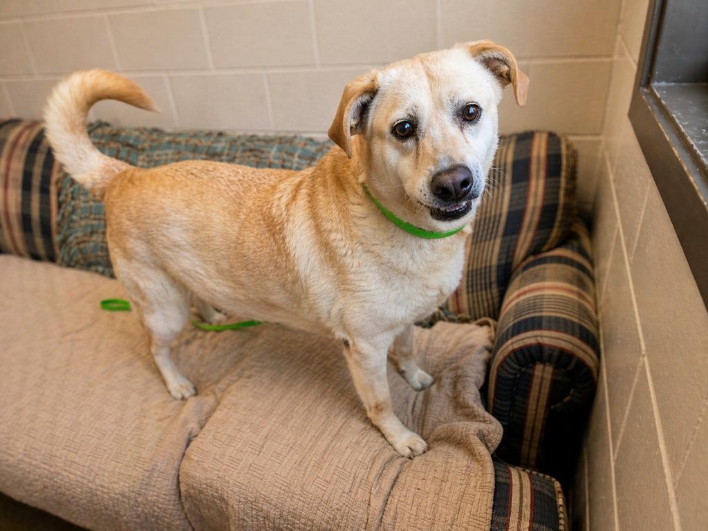 Enlarge ZOEY, a Adoptable mixed breed in Rome, GA image 2/2