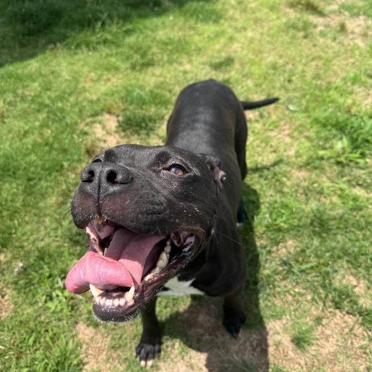 Star, Adoptable, Young Female Mixed Breed.