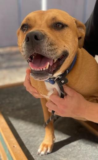 SMILEY, Adoptable, Adult Female Pit Bull Terrier.