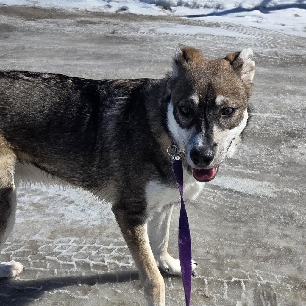 Enlarge Evie, a Adoptable Mixed Breed in Saskatoon, SK image 1/5