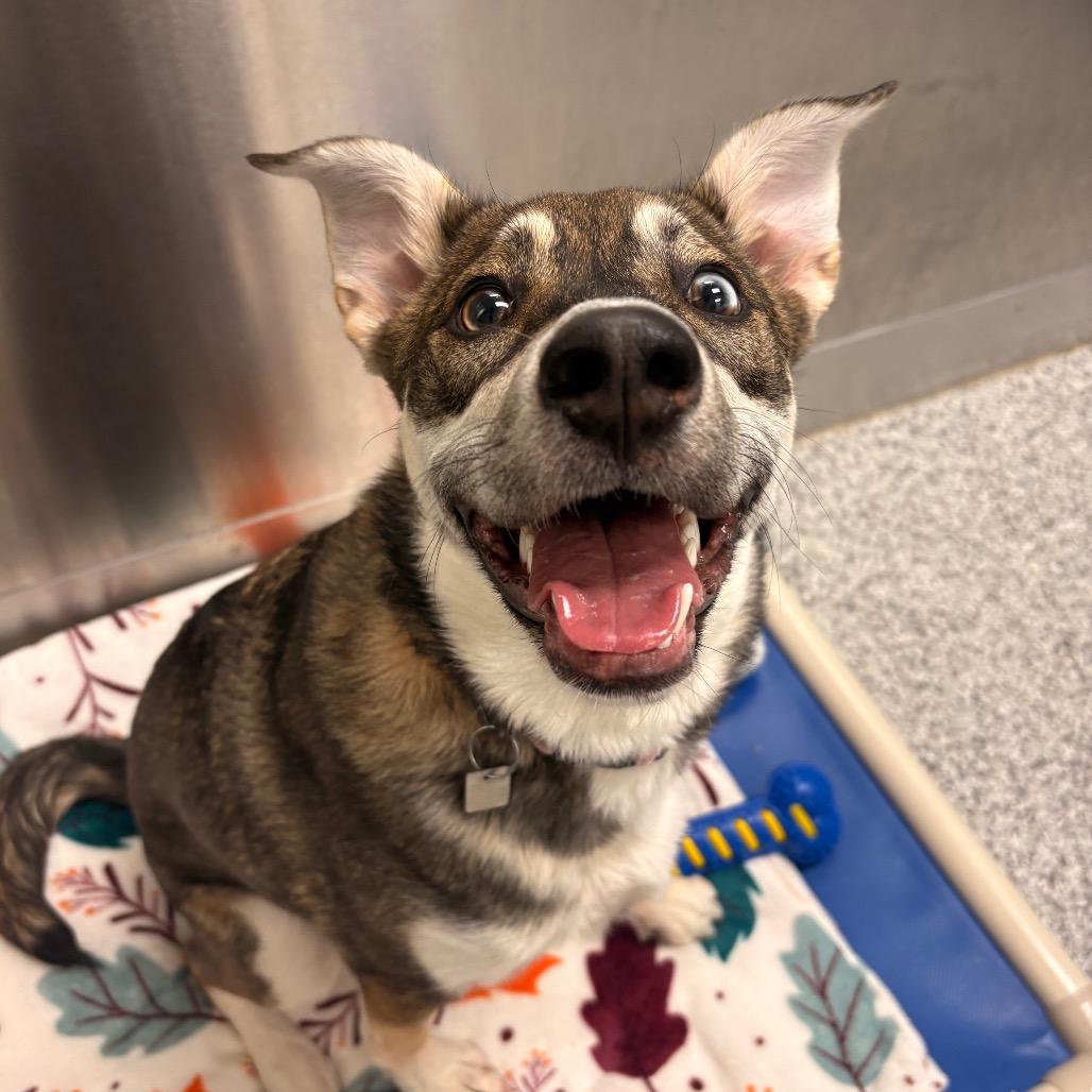 Enlarge Evie, a Adoptable Mixed Breed in Saskatoon, SK image 2/5