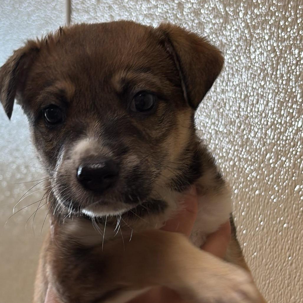 Enlarge Evie, a Adoptable Mixed Breed in Saskatoon, SK image 3/5