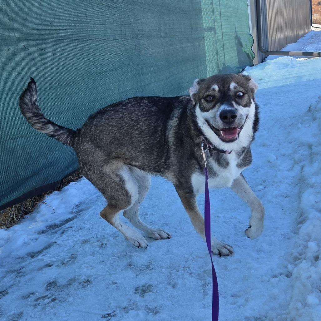 Enlarge Evie, a Adoptable Mixed Breed in Saskatoon, SK image 4/5