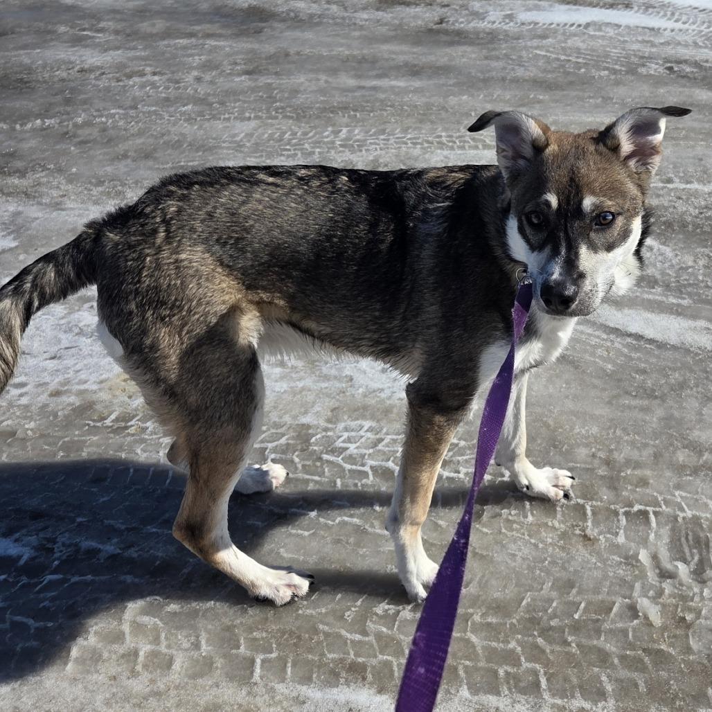 Enlarge Evie, a Adoptable Mixed Breed in Saskatoon, SK image 5/5