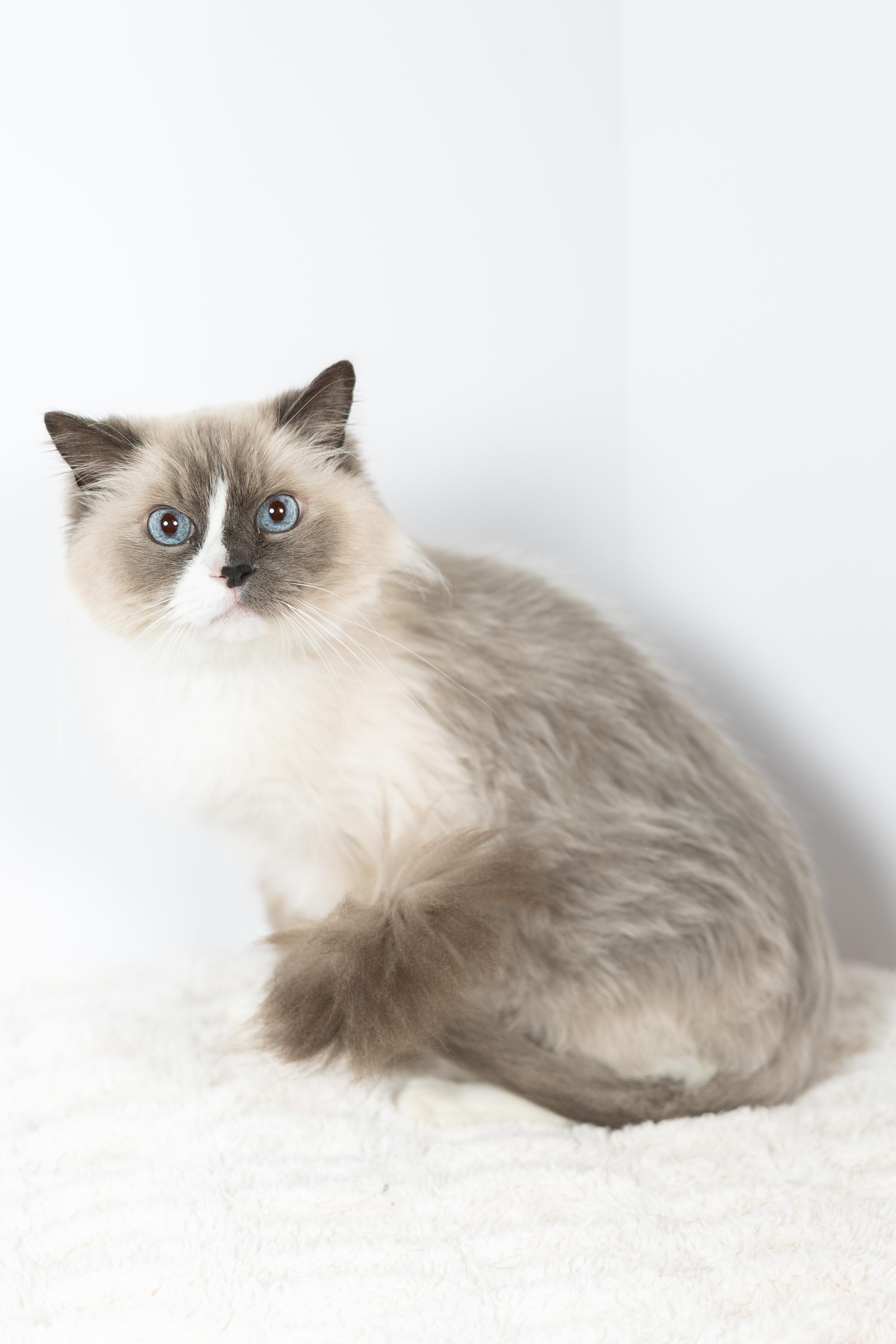 Gus, ADOPTABLE, Adult Male Ragdoll.