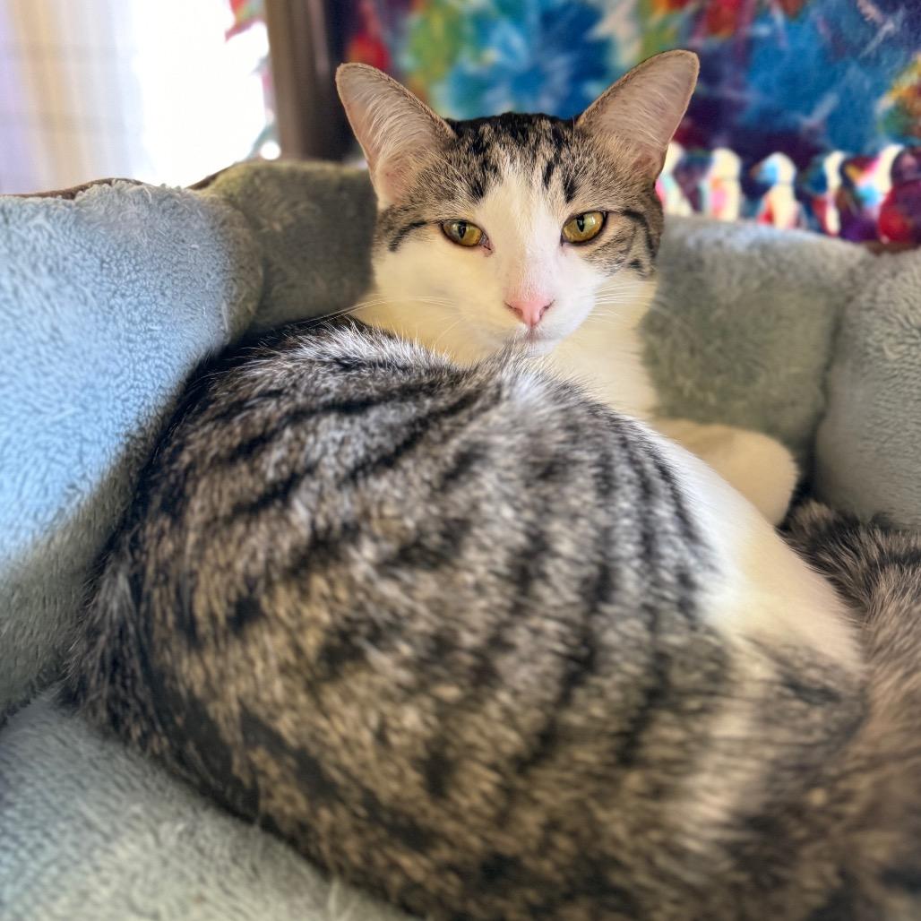 Gracie , ADOPTABLE, Kitten Female Domestic Short Hair.