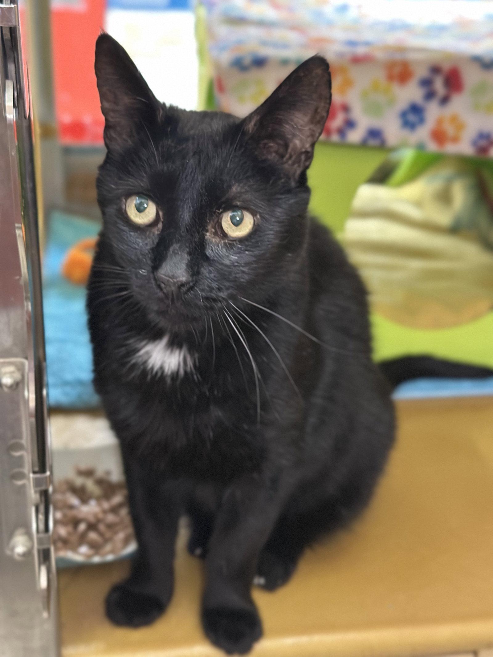 Enlarge Mackie, a Adoptable Domestic Short Hair in Mission Viejo, CA image 1/3