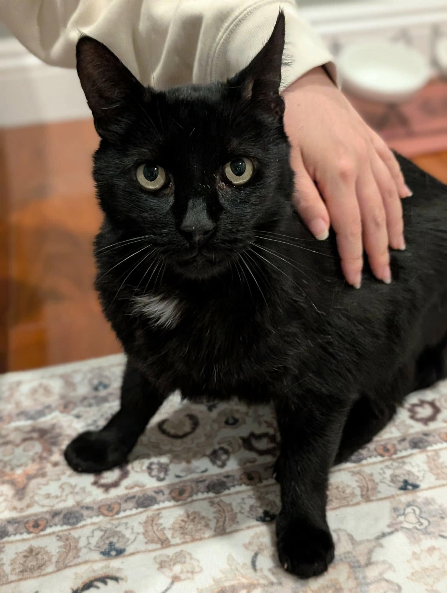 Mackie, Adoptable, Adult Male Domestic Short Hair.
