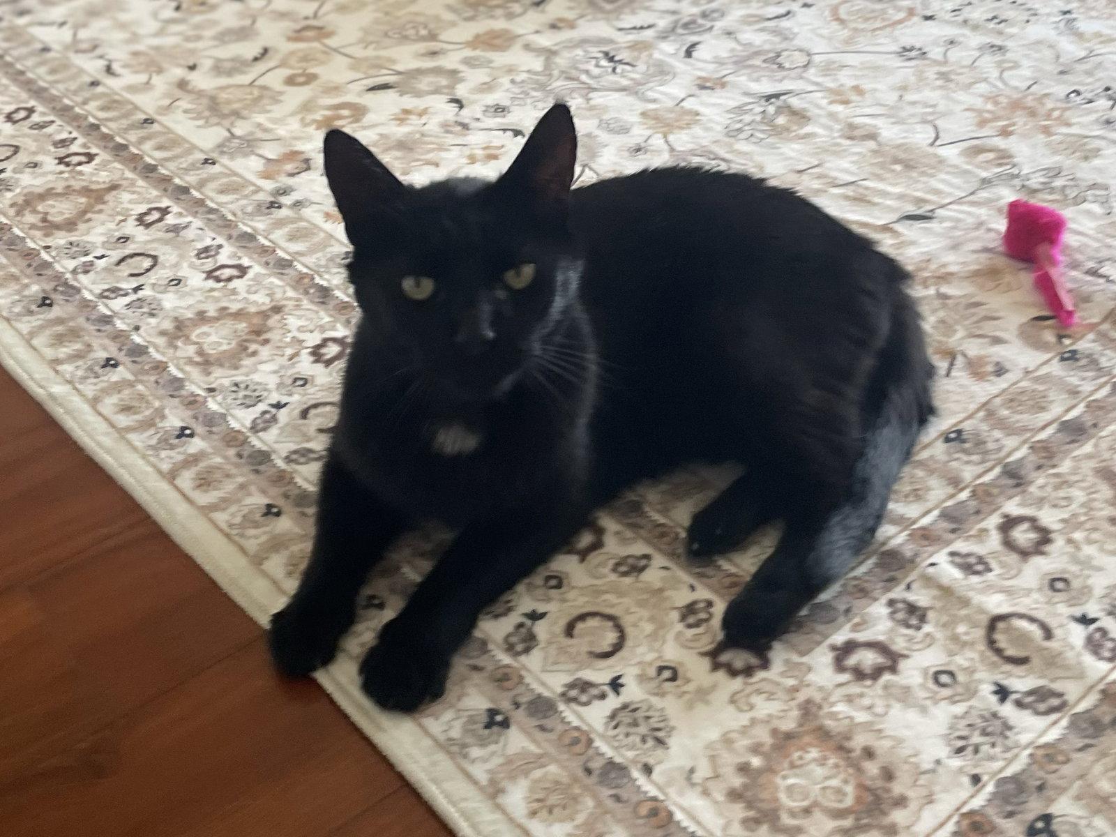 Mackie, a Adoptable Domestic Short Hair in Mission Viejo, CA image 2/3