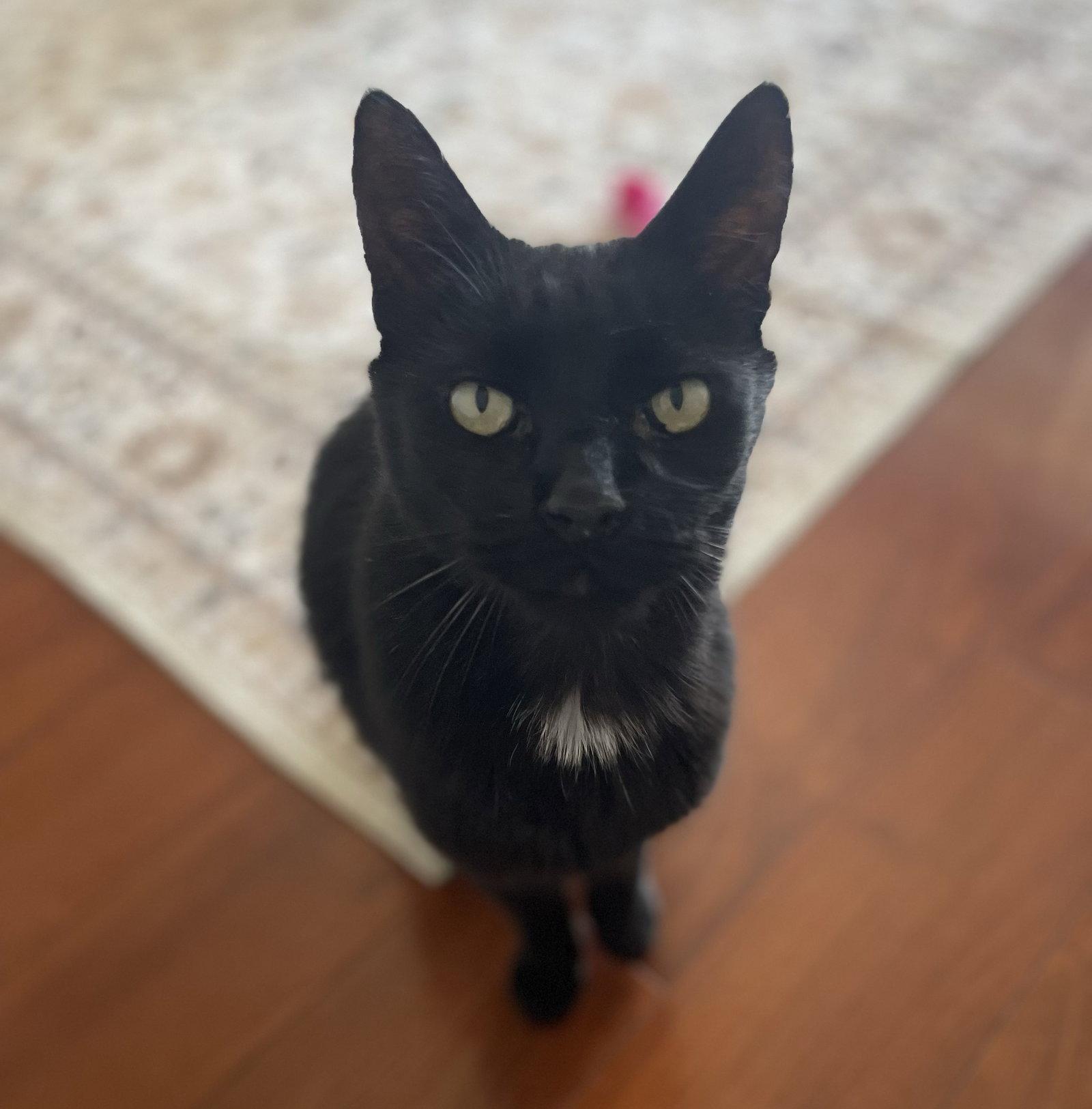 Mackie, a Adoptable Domestic Short Hair in Mission Viejo, CA image 3/3