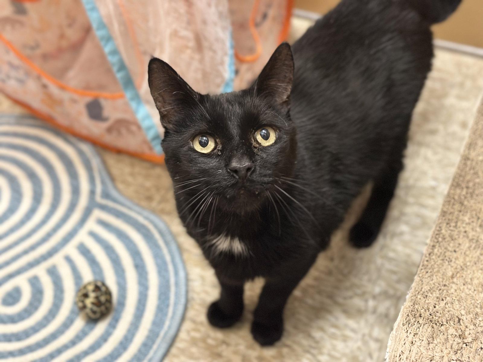 Enlarge Mackie, a Adoptable Domestic Short Hair in Mission Viejo, CA image 3/3