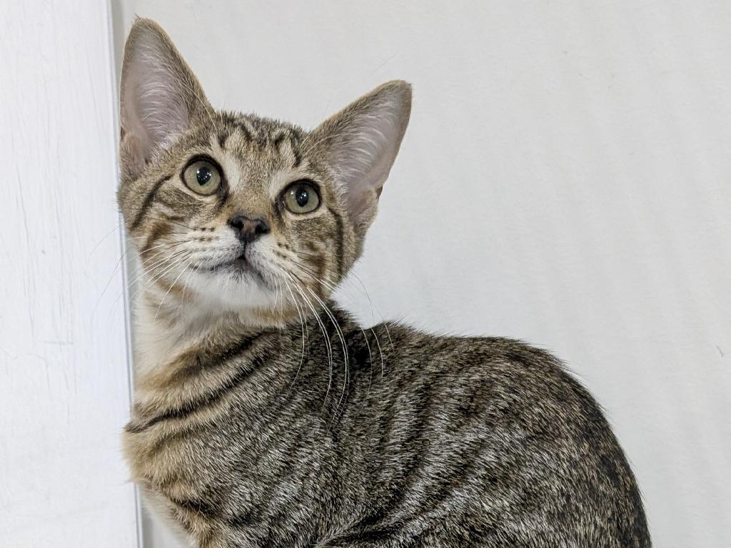 Tuck, Adoptable, Kitten Male Domestic Short Hair & Tabby.