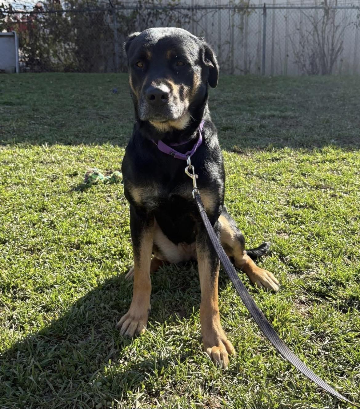 Enlarge Nala, a Adoptable mixed breed in Syracuse, NY image 1/2