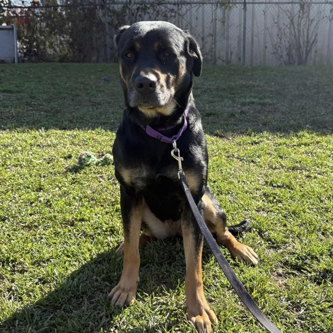 Nala, a Adoptable mixed breed in Syracuse, NY image 2/3