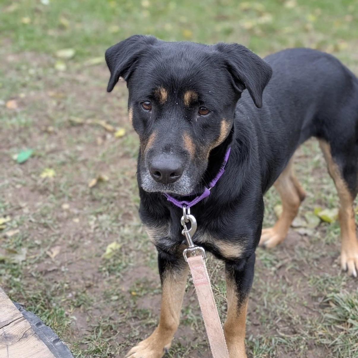 Nala, a Adoptable mixed breed in Syracuse, NY image 3/3
