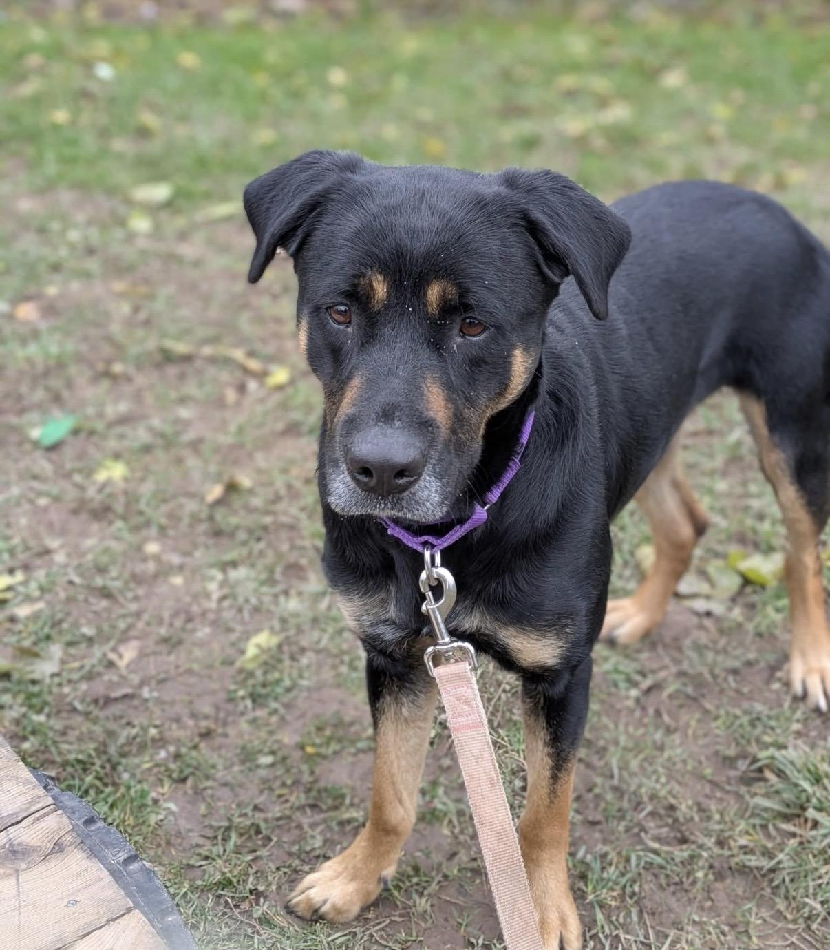 Enlarge Nala, a Adoptable mixed breed in Syracuse, NY image 2/2
