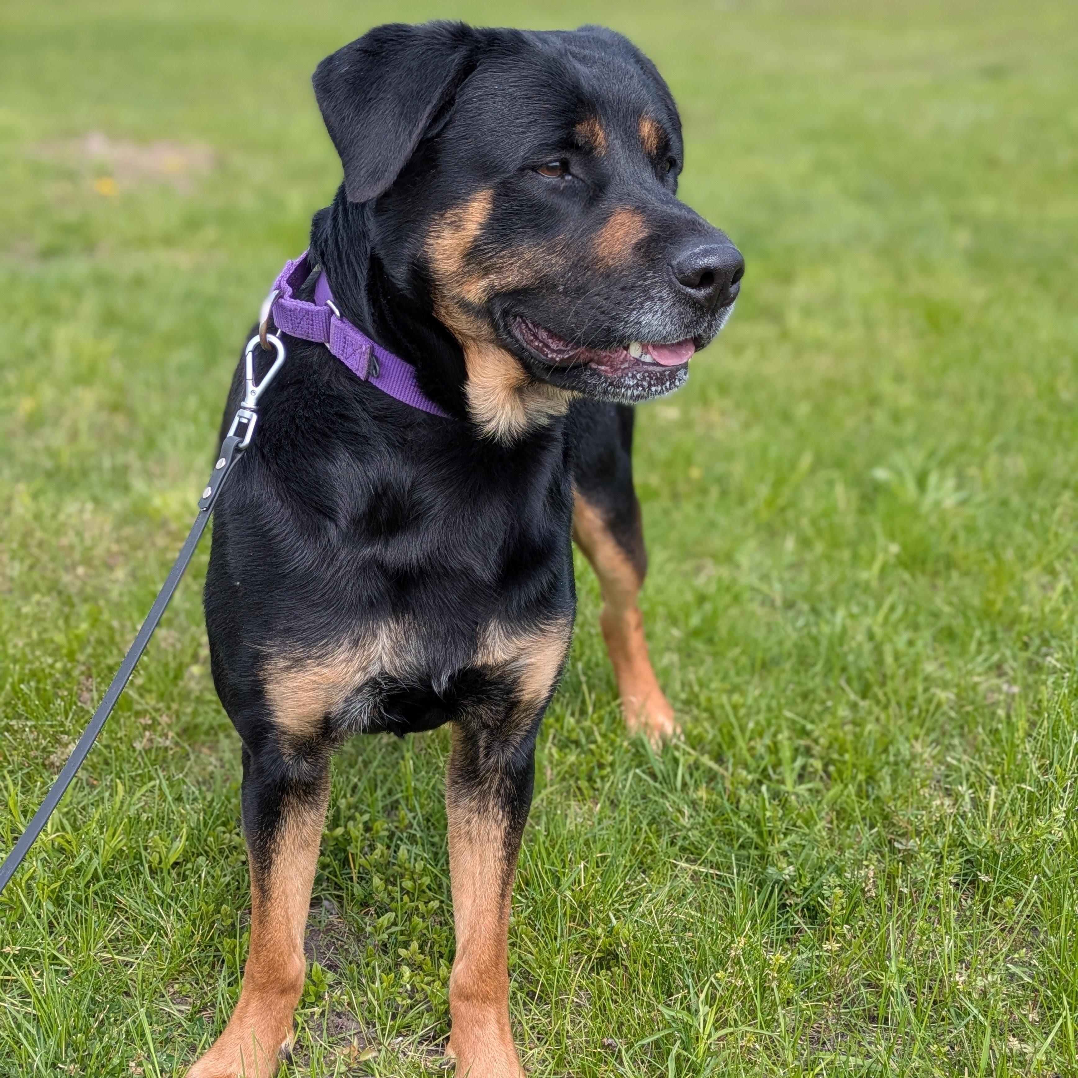 Nala, a Adoptable mixed breed in Syracuse, NY image 1/3