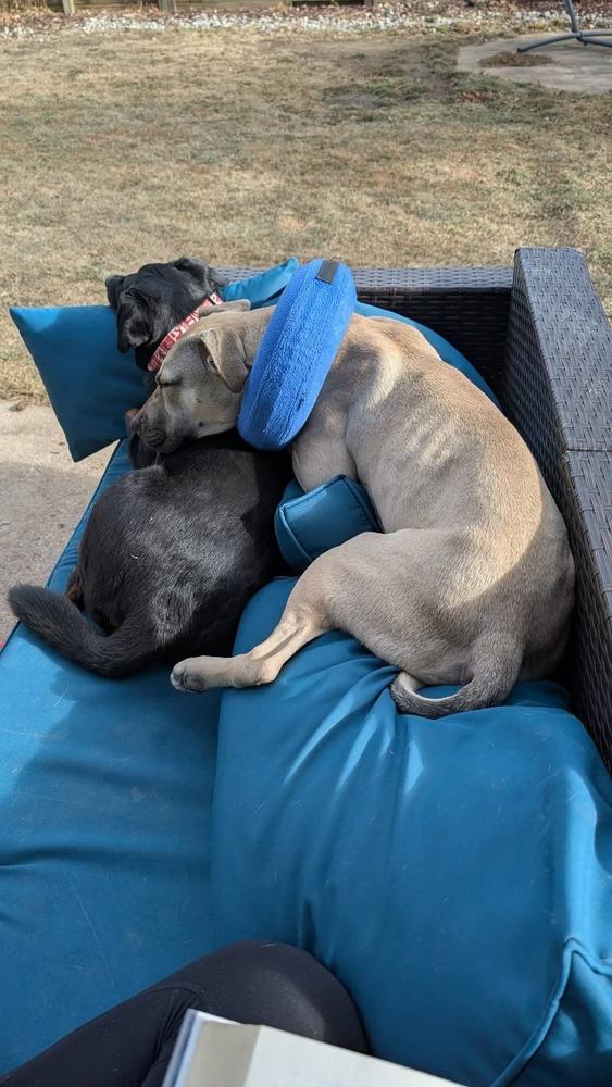 Cleo, Adoptable, Young Female Shepherd.