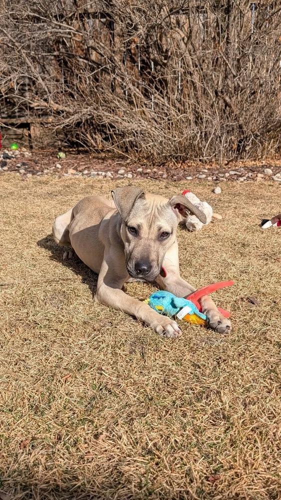Enlarge Cleo, a Adoptable mixed breed in Parker, CO image 2/5
