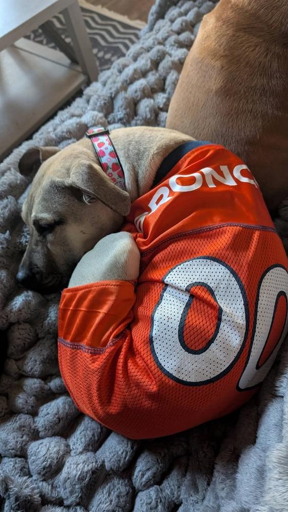 Enlarge Cleo, a Adoptable mixed breed in Parker, CO image 3/5