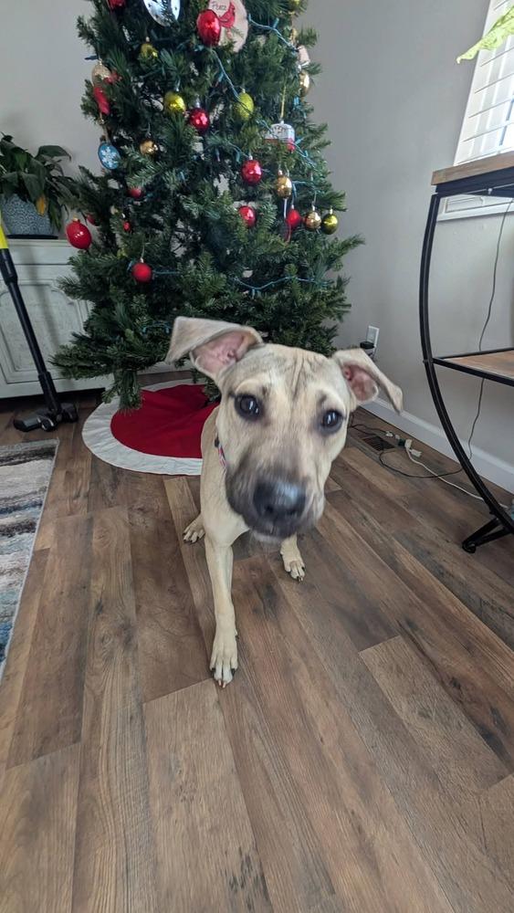 Enlarge Cleo, a Adoptable mixed breed in Parker, CO image 4/5