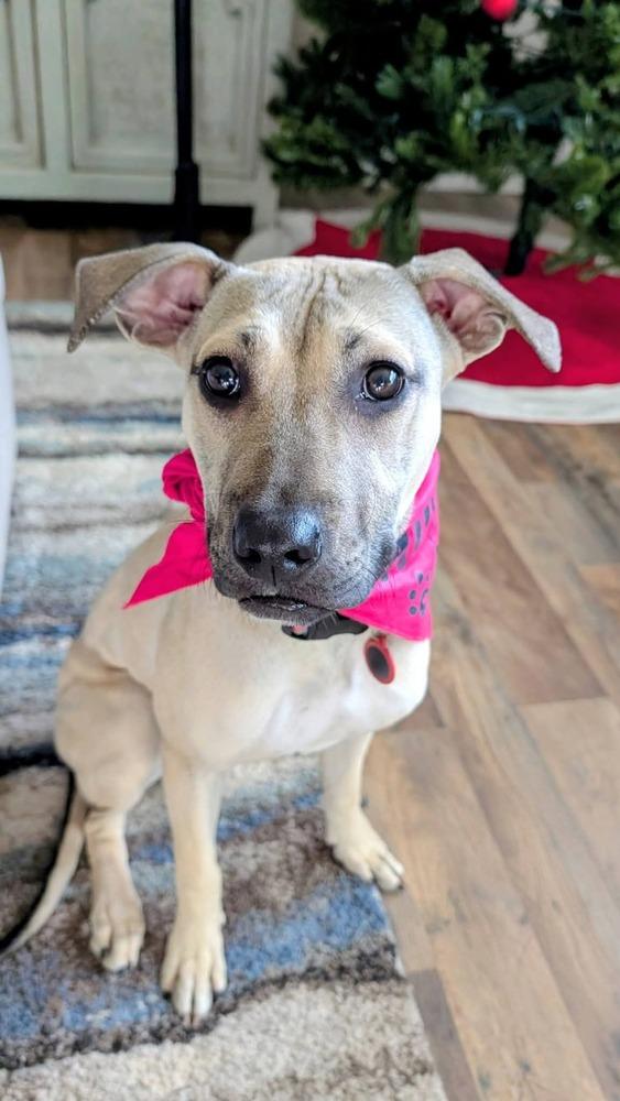 Enlarge Cleo, a Adoptable mixed breed in Parker, CO image 5/5