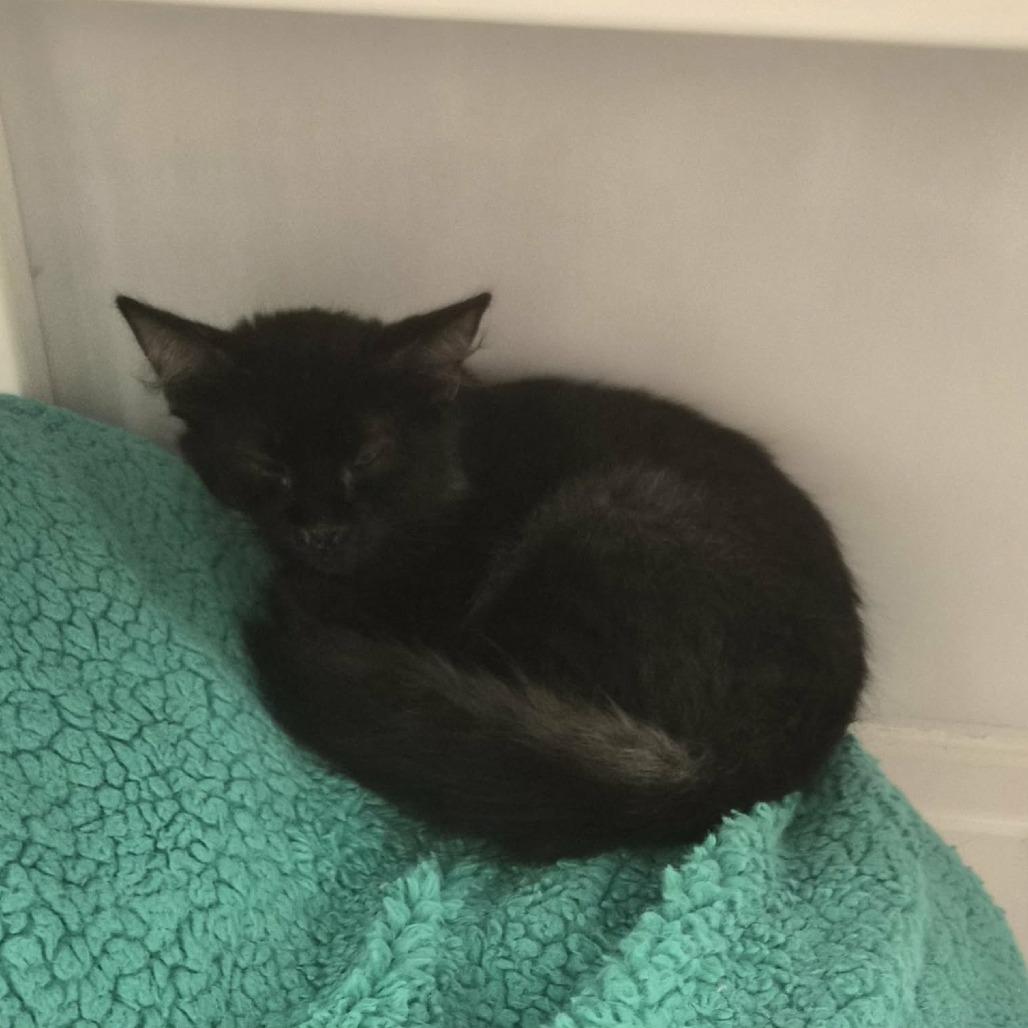 Thackery Binx, a Adoptable Domestic Short Hair in Las Cruces, NM image 1/4