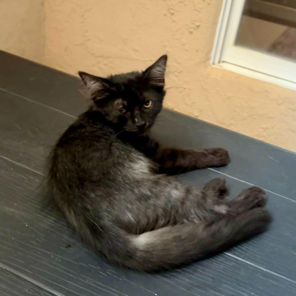 Thackery Binx, a Adoptable Domestic Short Hair in Las Cruces, NM image 2/4