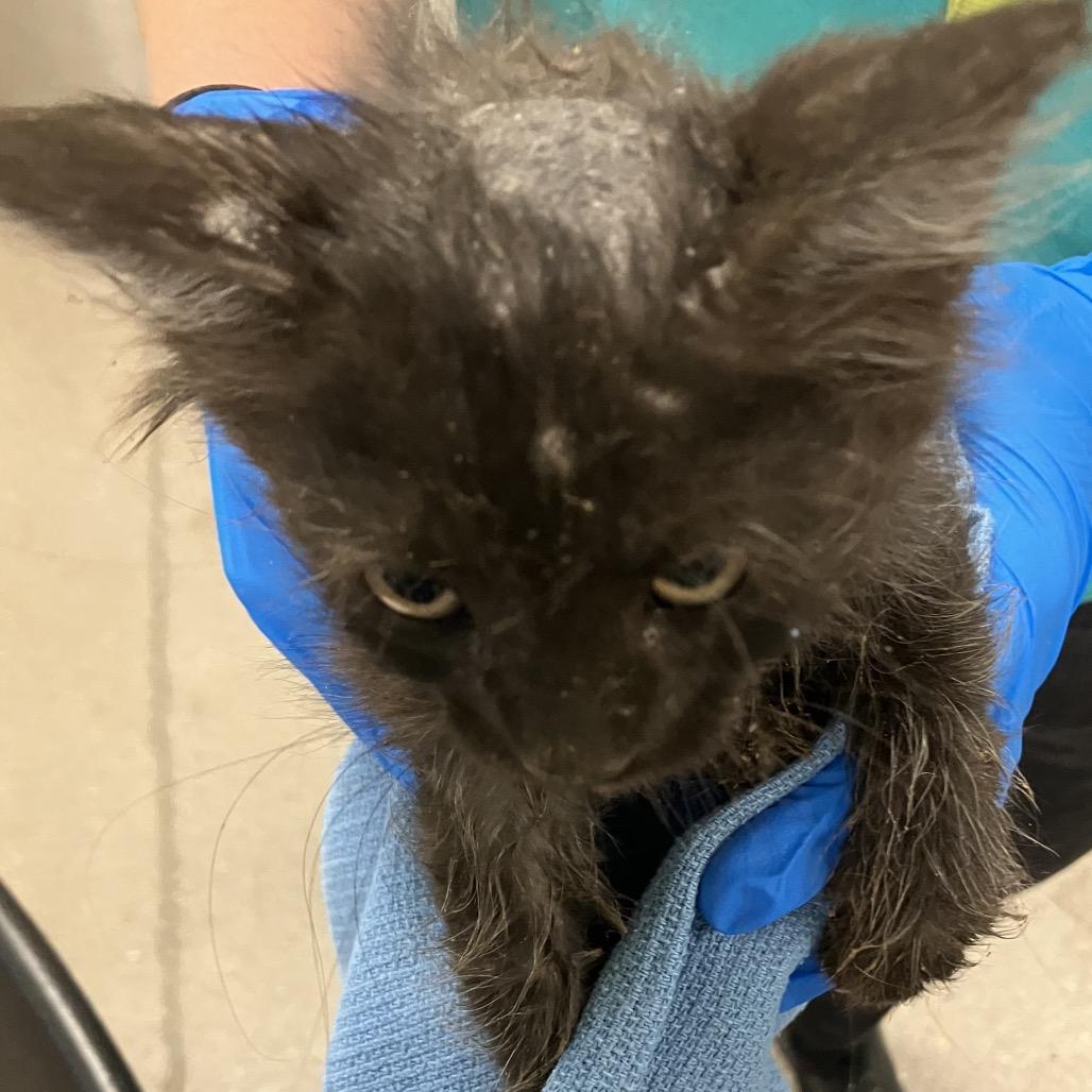 Thackery Binx, a Adoptable Domestic Short Hair in Las Cruces, NM image 3/4