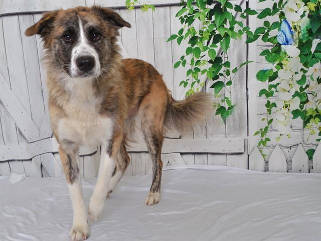 Enlarge MEADOW, a Adoptable mixed breed in Oroville, CA image 1/1