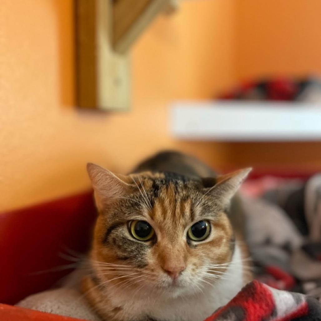 Sarah, Adoptable, Adult Female Domestic Short Hair.