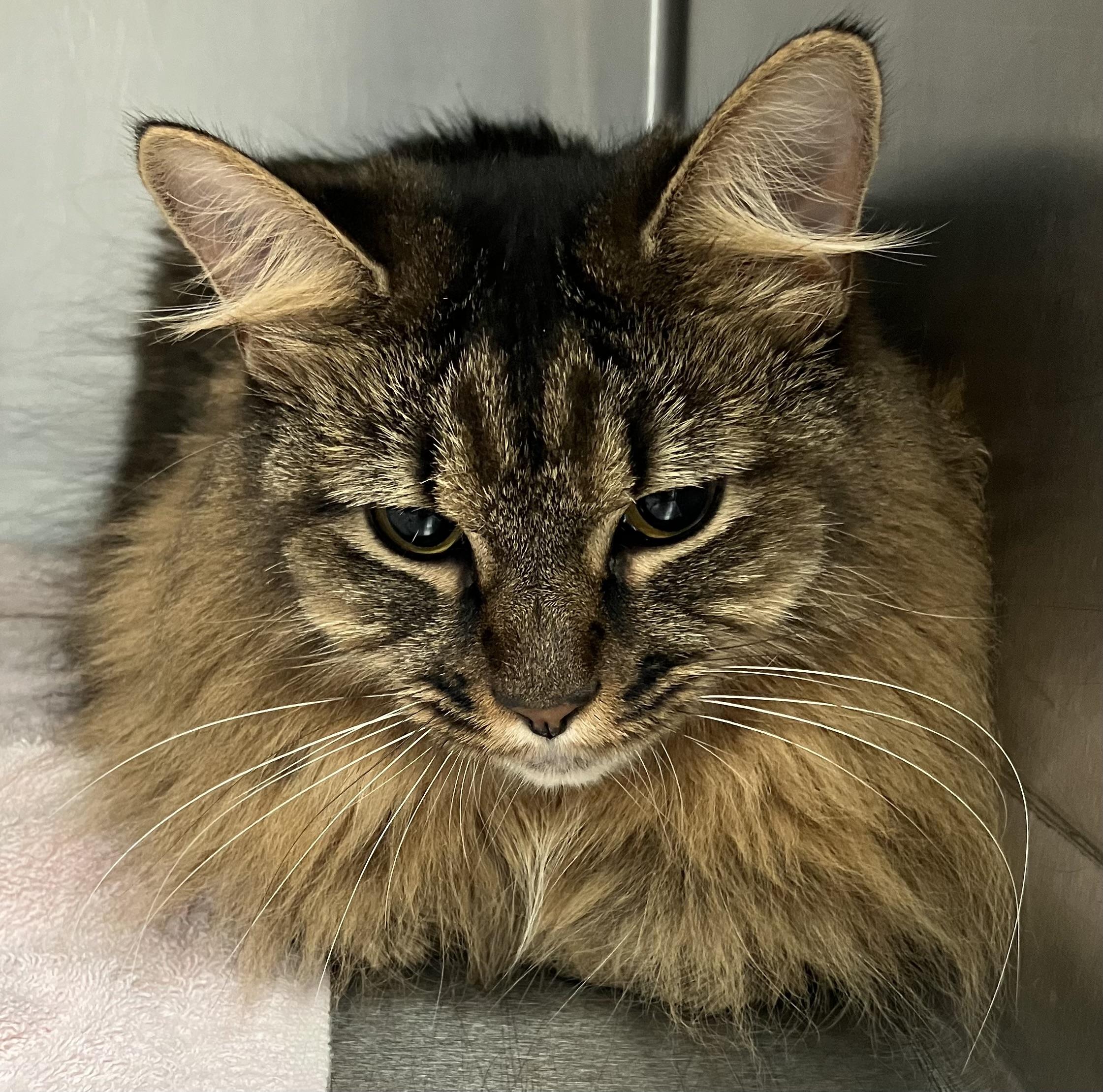 Maggie mae, adopted, Kitten Female Norwegian Forest Cat & Domestic Long Hair.