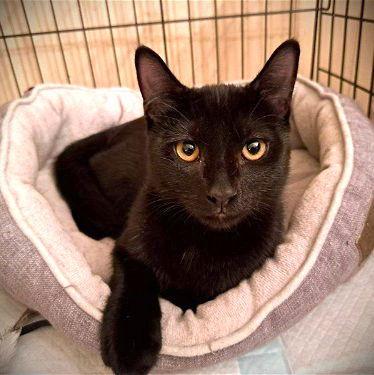 Enlarge King, a Adoptable Domestic Short Hair in Fort Myers, FL image 1/2