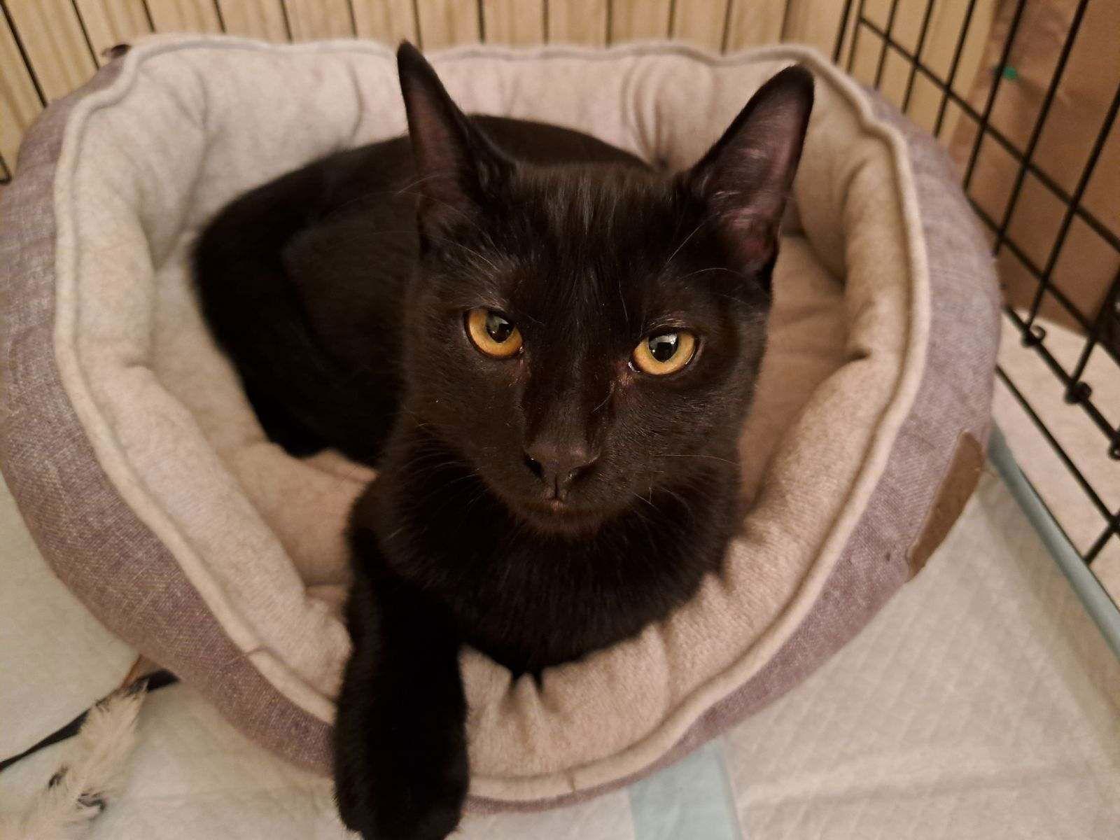 Enlarge King, a Adoptable Domestic Short Hair in Fort Myers, FL image 2/2