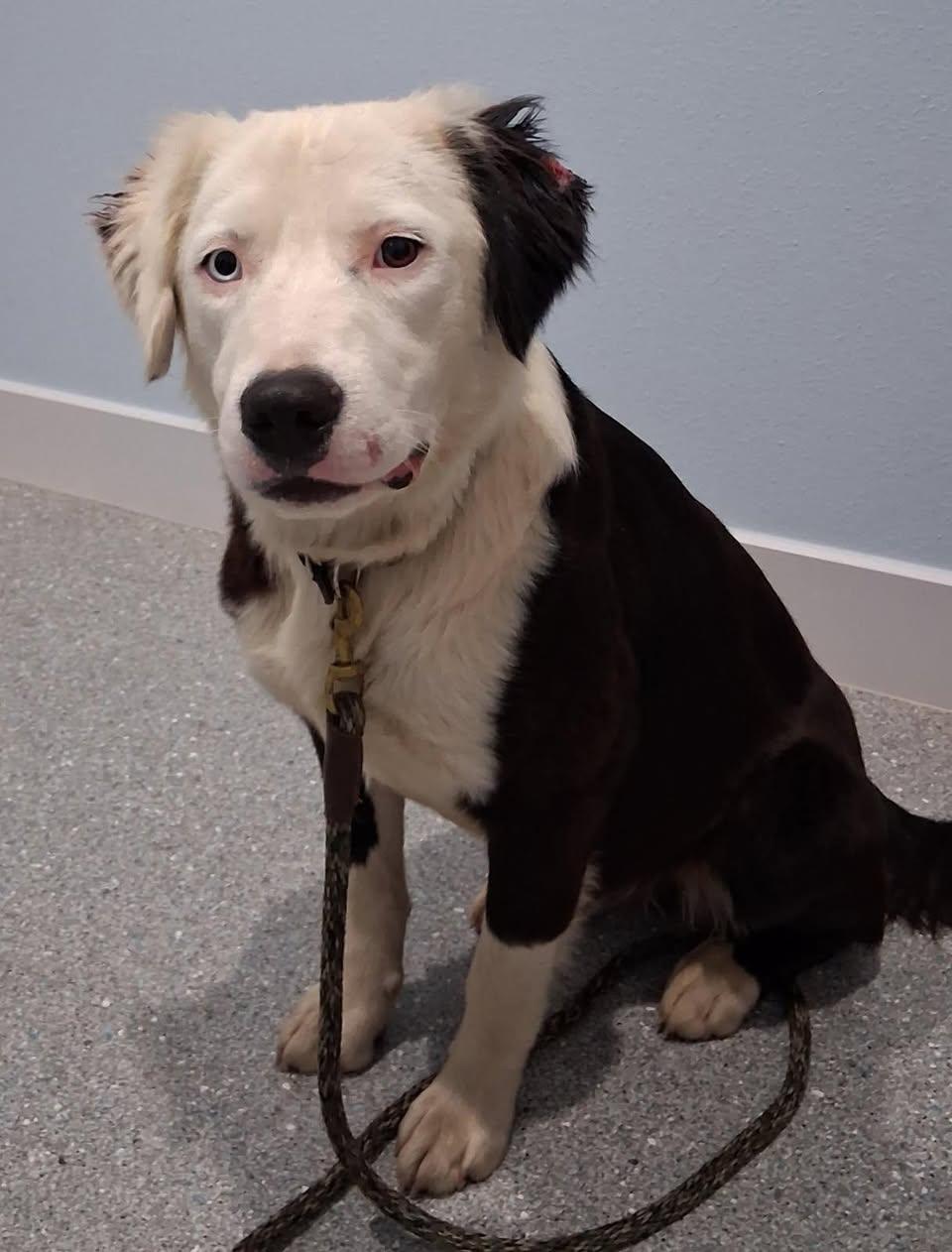 Bloo, adopted, Young Male Mixed Breed.
