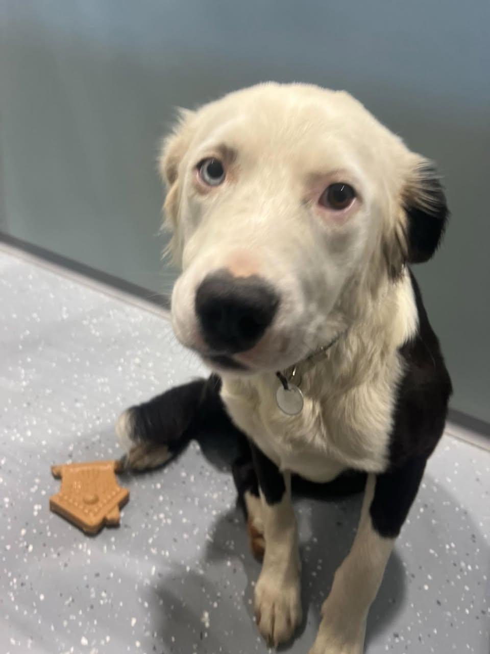 Enlarge Bloo, an adopted Mixed Breed in Davenport, IA image 2/2