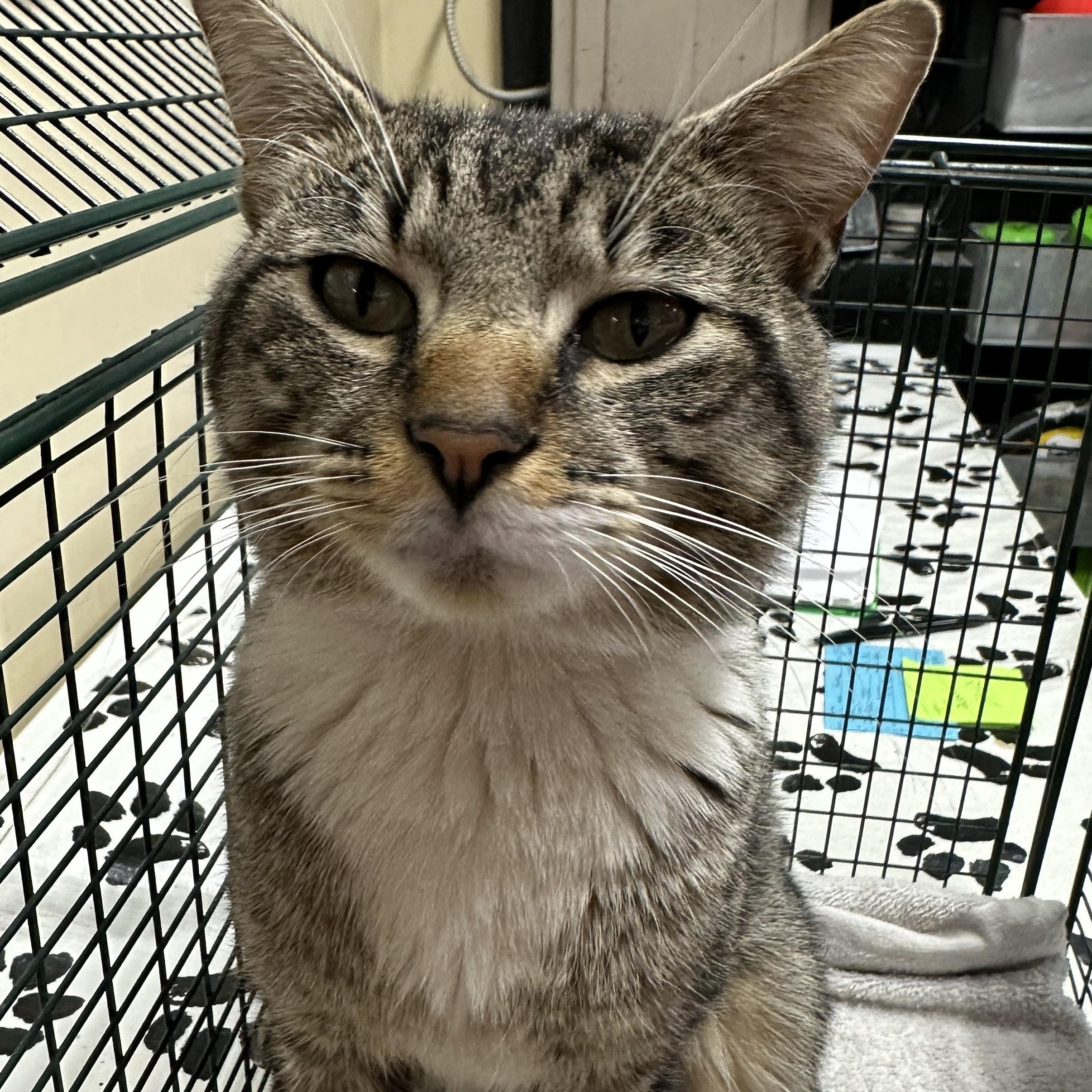 Kobe FIV Positive, a ADOPTABLE Domestic Short Hair in Clifton, NJ image 4/5
