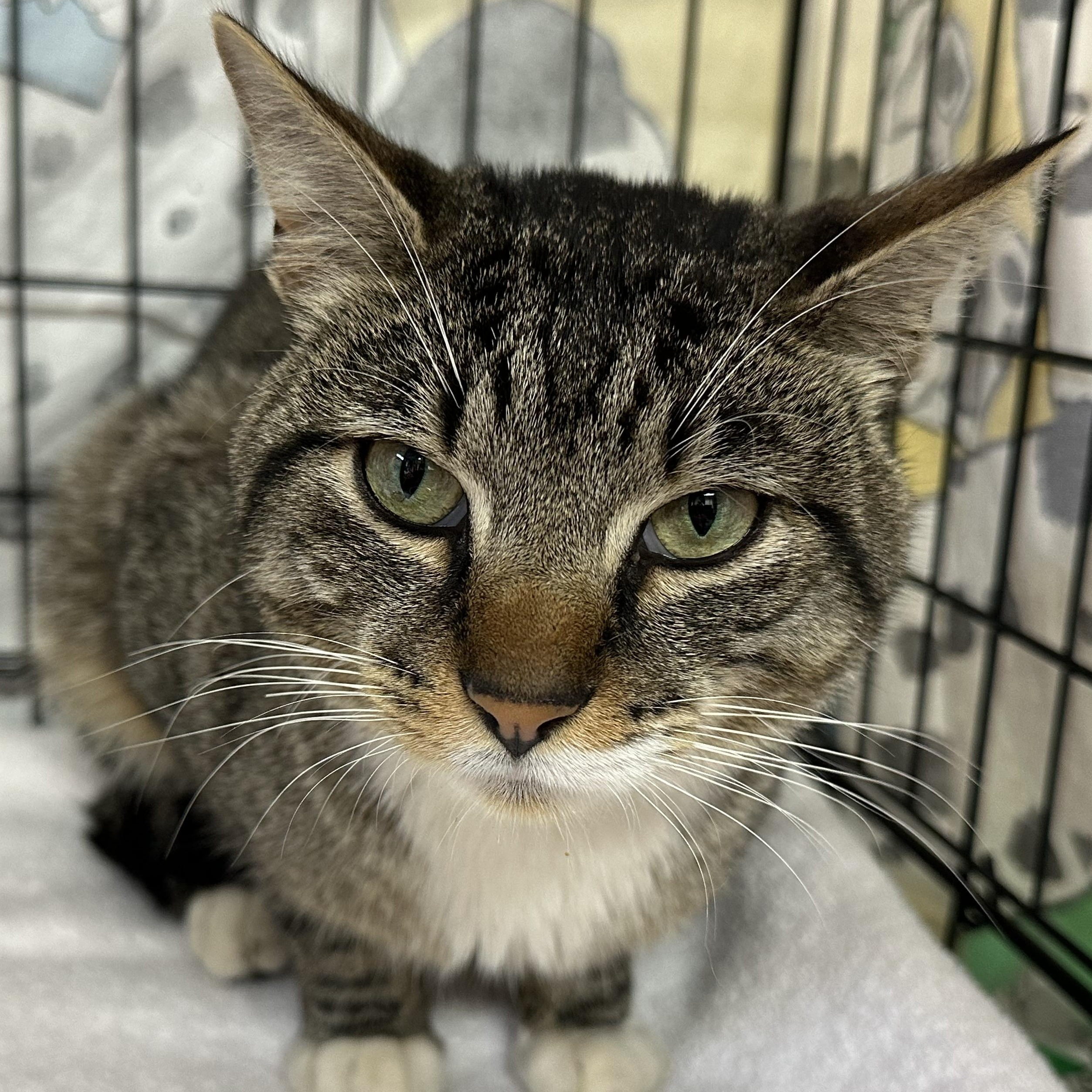 Kobe FIV Positive, a ADOPTABLE Domestic Short Hair in Clifton, NJ image 3/5