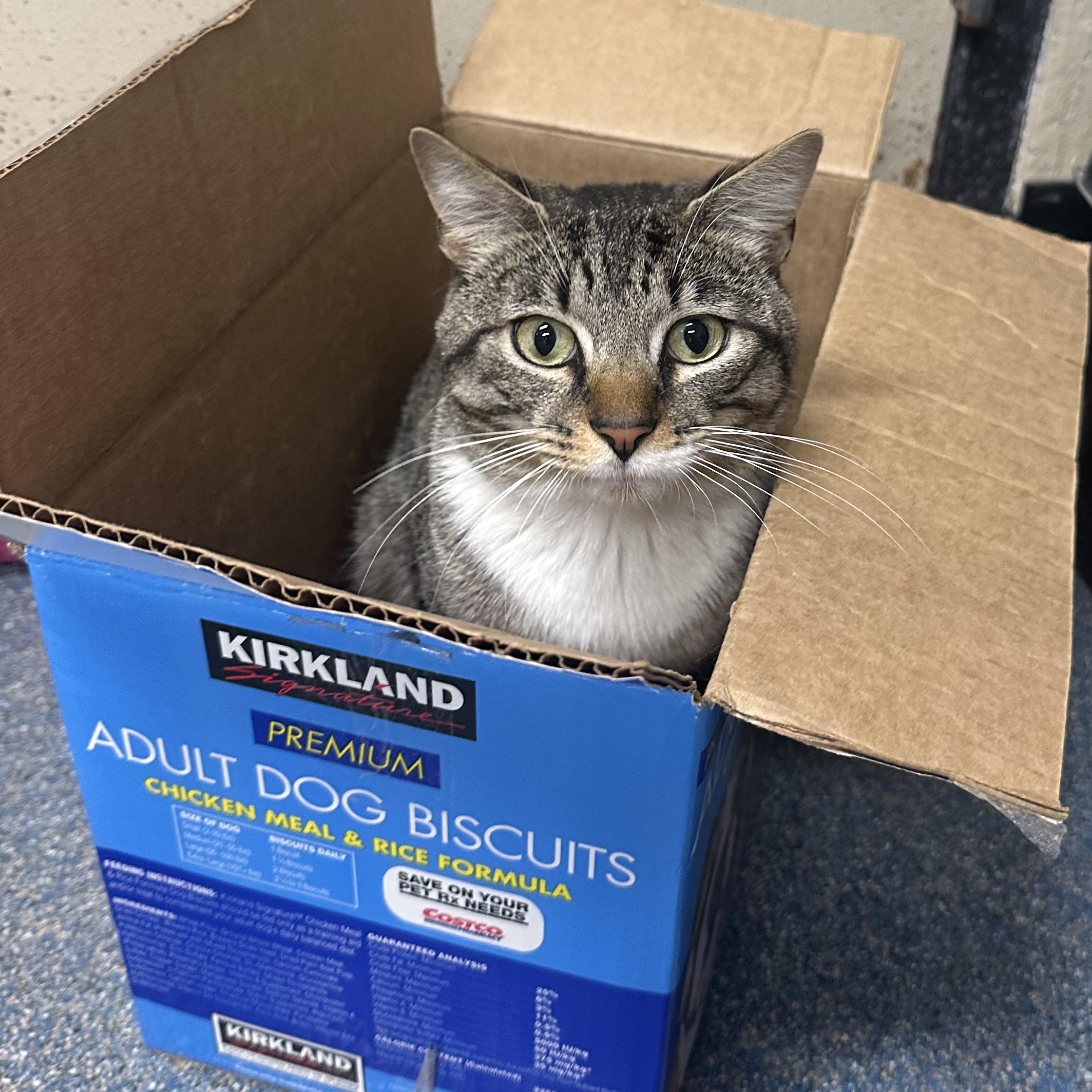 Enlarge Kobe FIV Positive, a ADOPTABLE Domestic Short Hair in Clifton, NJ image 6/6
